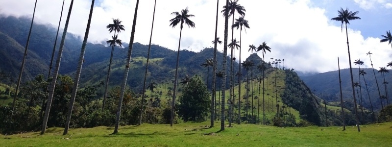Valle Cocora a úžasné palmy.