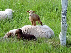 Ovce a ovčátka