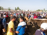 Karakol bazaar - nedělní nákup zvířat. Koně, krávy, ovce, kozy, ale oslík ani jeden.